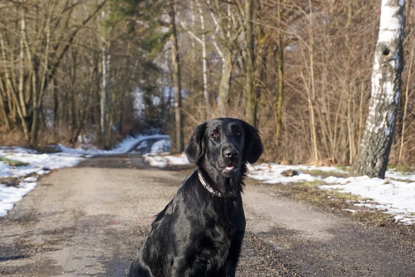 15 Amazing Facts About Flat-Coated Retrievers You Probably Never Knew 9
