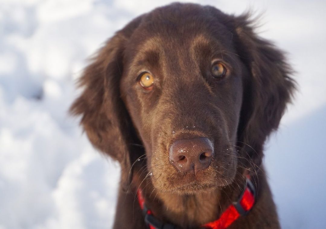 15 Amazing Facts About Flat-Coated Retrievers You Probably Never Knew 11