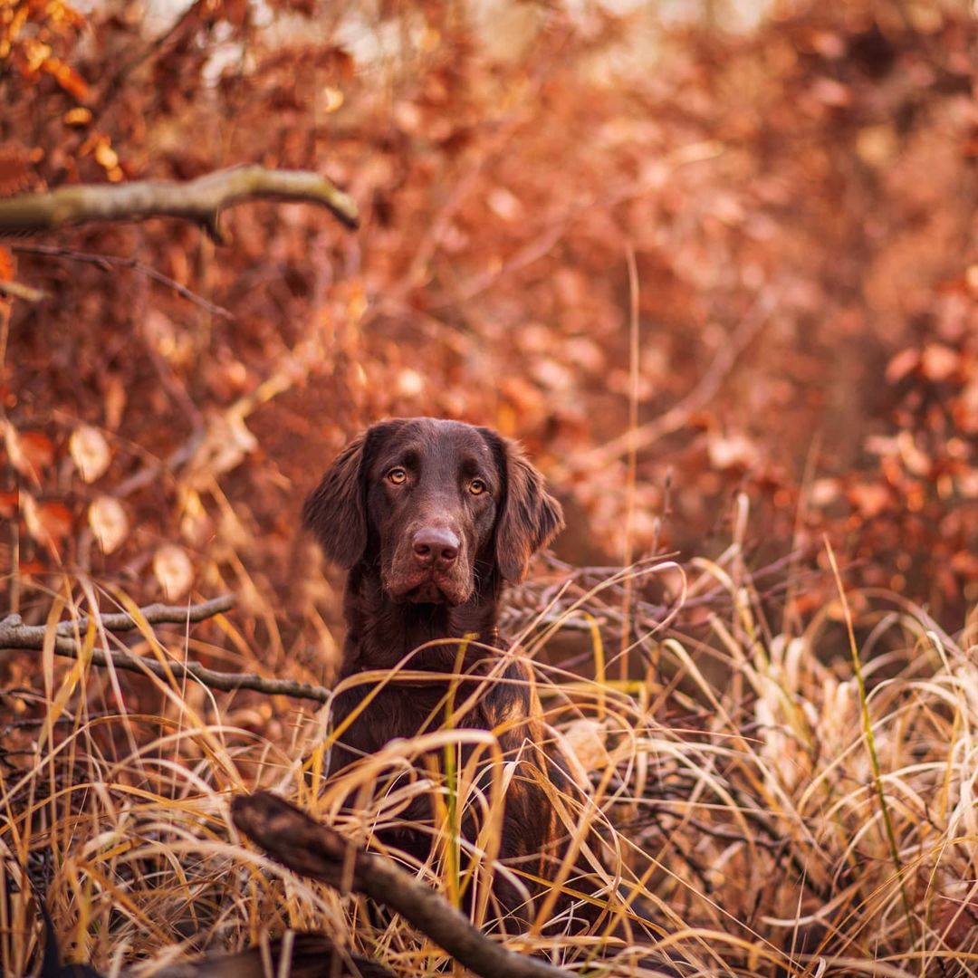 15 Amazing Facts About Flat-Coated Retrievers You Probably Never Knew 11