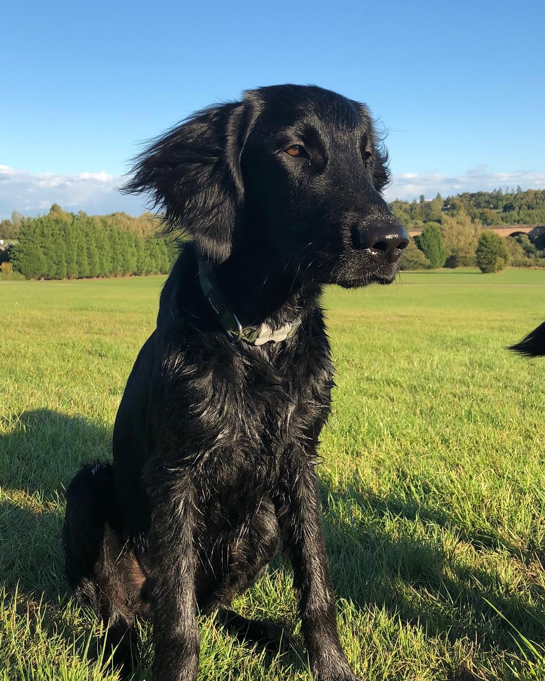 15 Cool Facts About Flat-Coated Retrievers 9