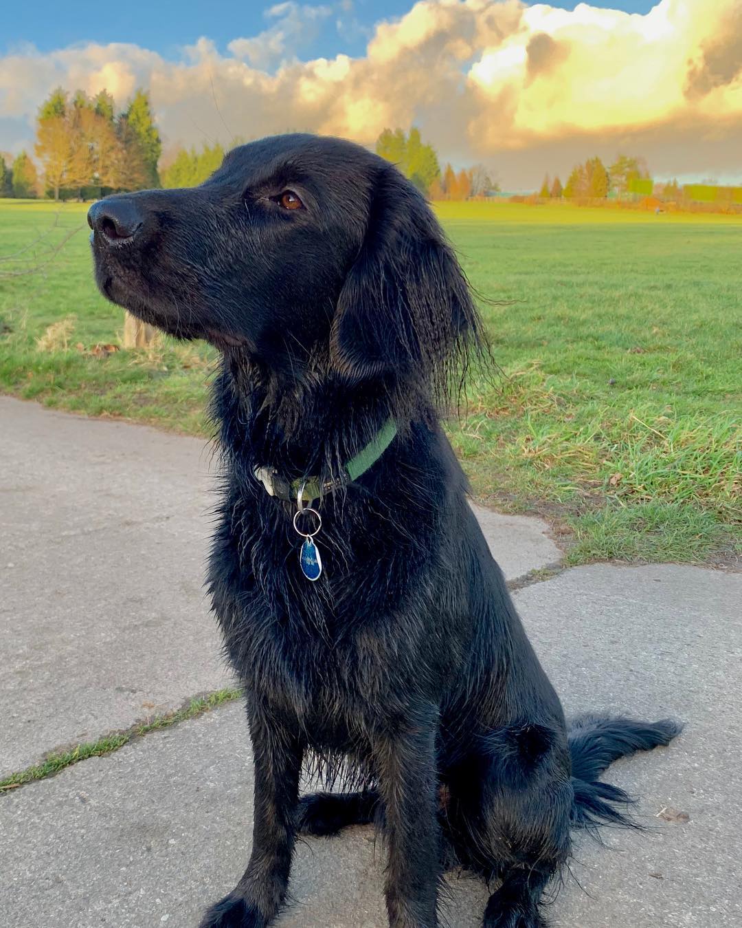 15 Cool Facts About Flat-Coated Retrievers 10