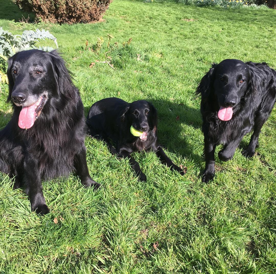 15 Cool Facts About Flat-Coated Retrievers 11