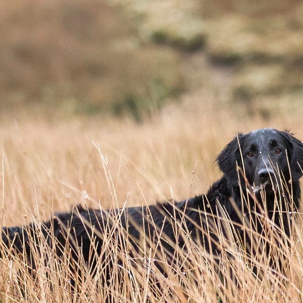 15 Cool Facts About Flat-Coated Retrievers 9