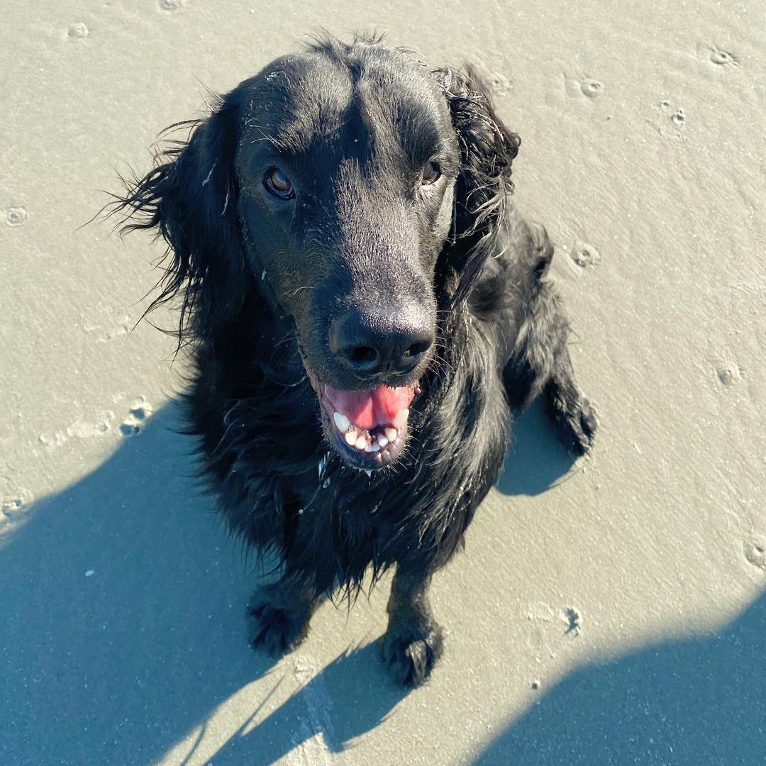 15 Cool Facts About Flat-Coated Retrievers 10