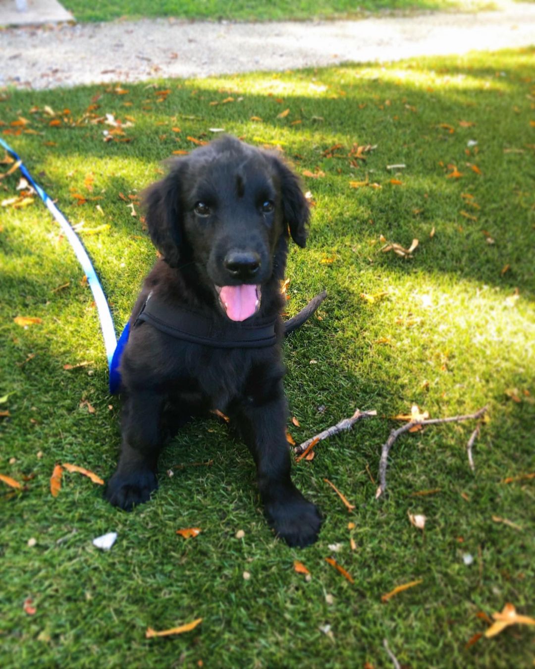 15 Cool Facts About Flat-Coated Retrievers 11