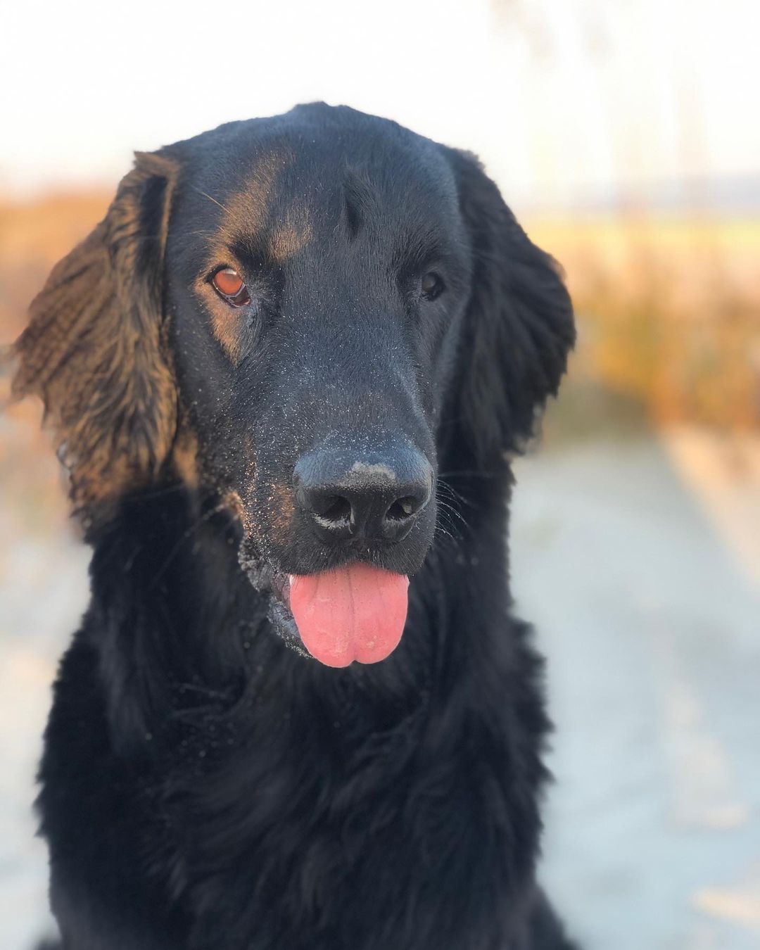 15 Cool Facts About Flat-Coated Retrievers 9