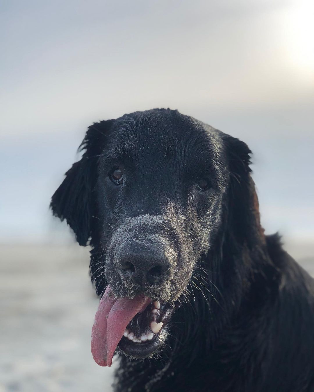 15 Cool Facts About Flat-Coated Retrievers 10