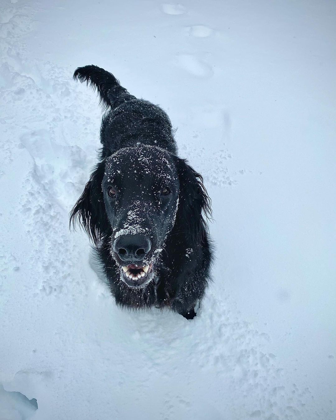 15 Cool Facts About Flat-Coated Retrievers 11