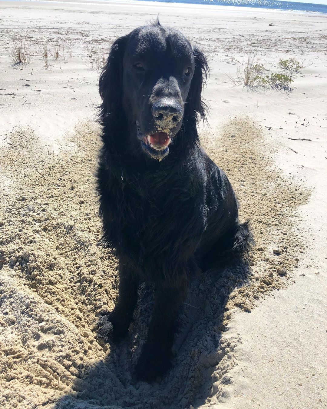 15 Cool Facts About Flat-Coated Retrievers 9