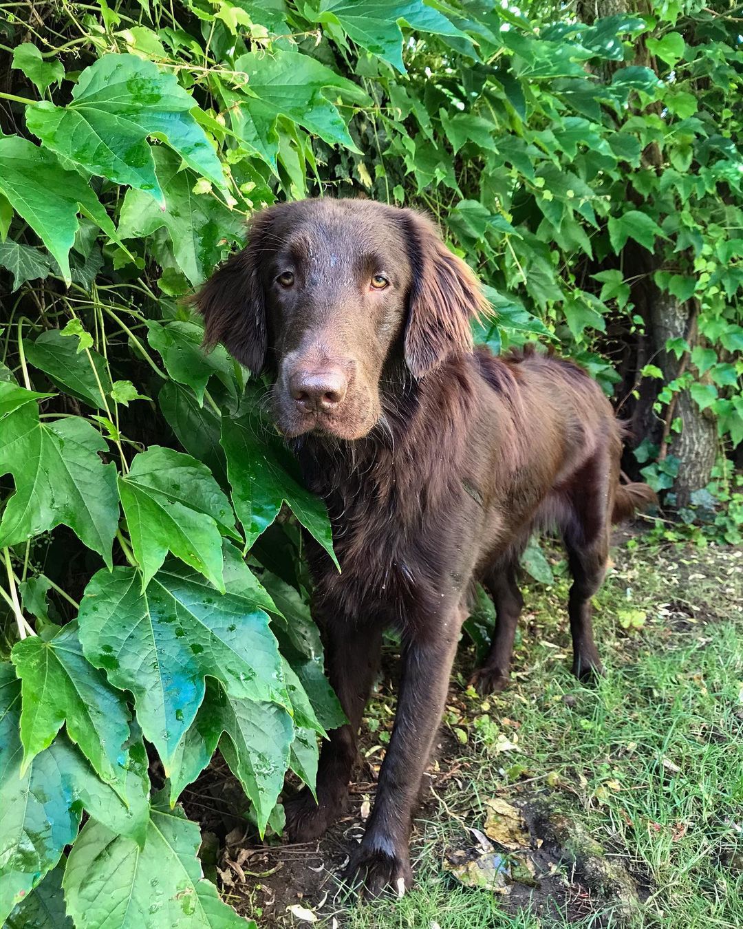 15 Cool Facts About Flat-Coated Retrievers 10