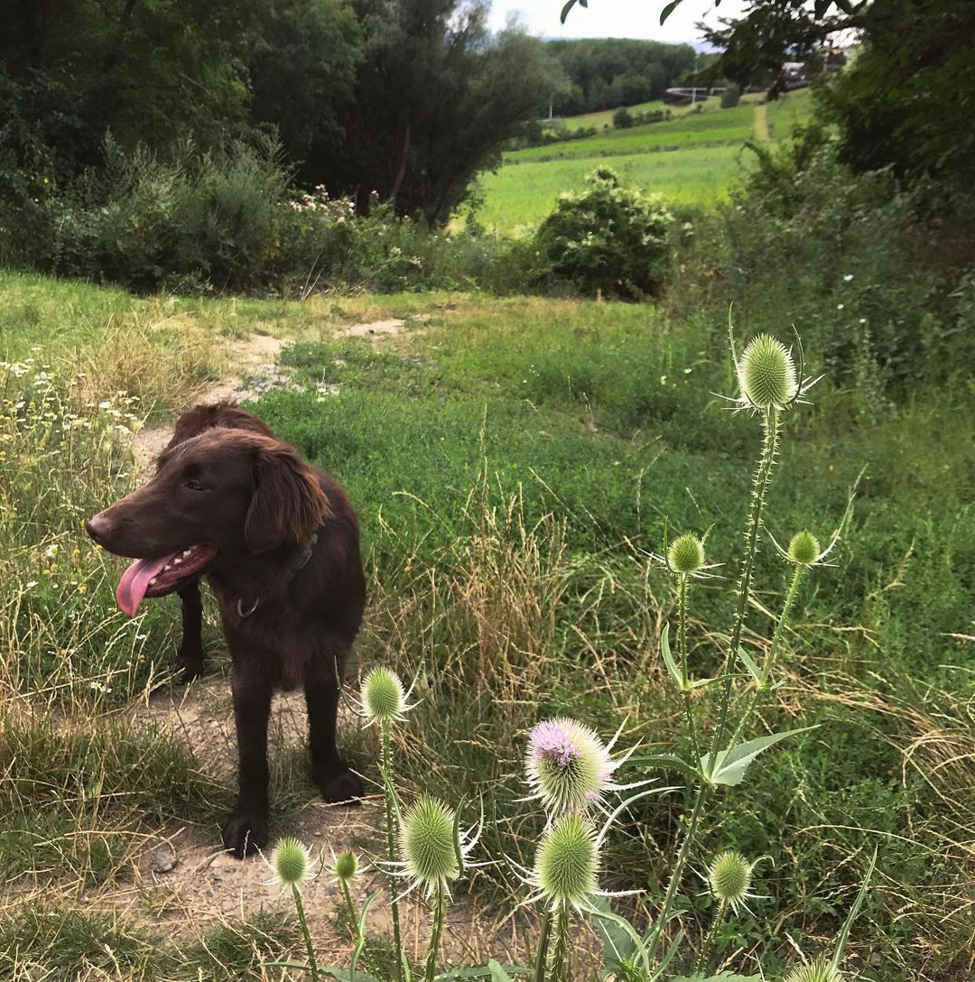 15 Cool Facts About Flat-Coated Retrievers 11