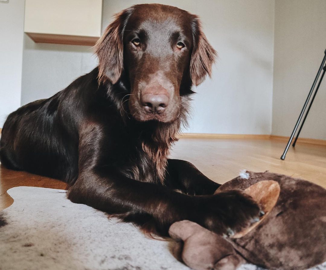 16 Interesting Facts About Flat-Coated Retrievers 9