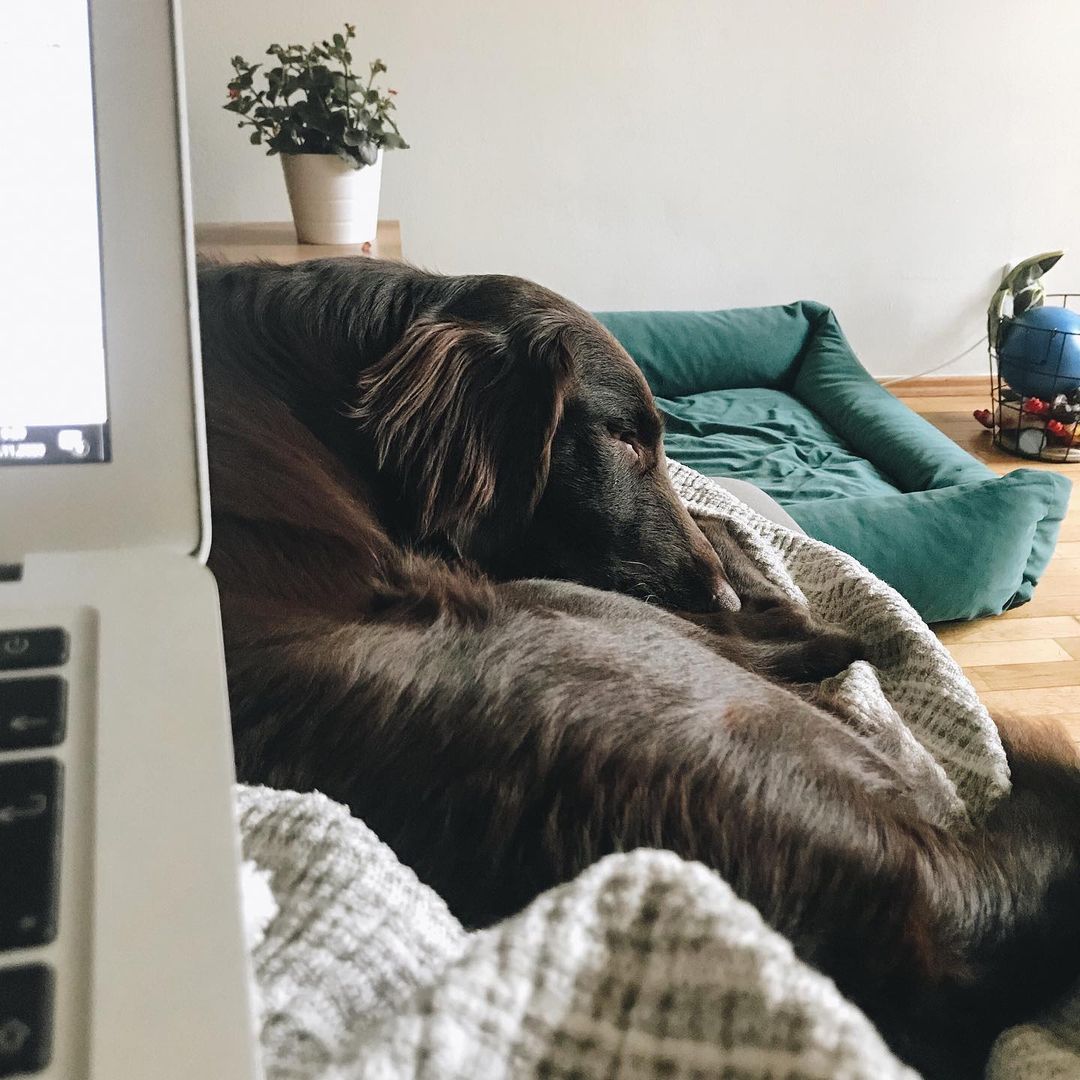 16 Interesting Facts About Flat-Coated Retrievers 11