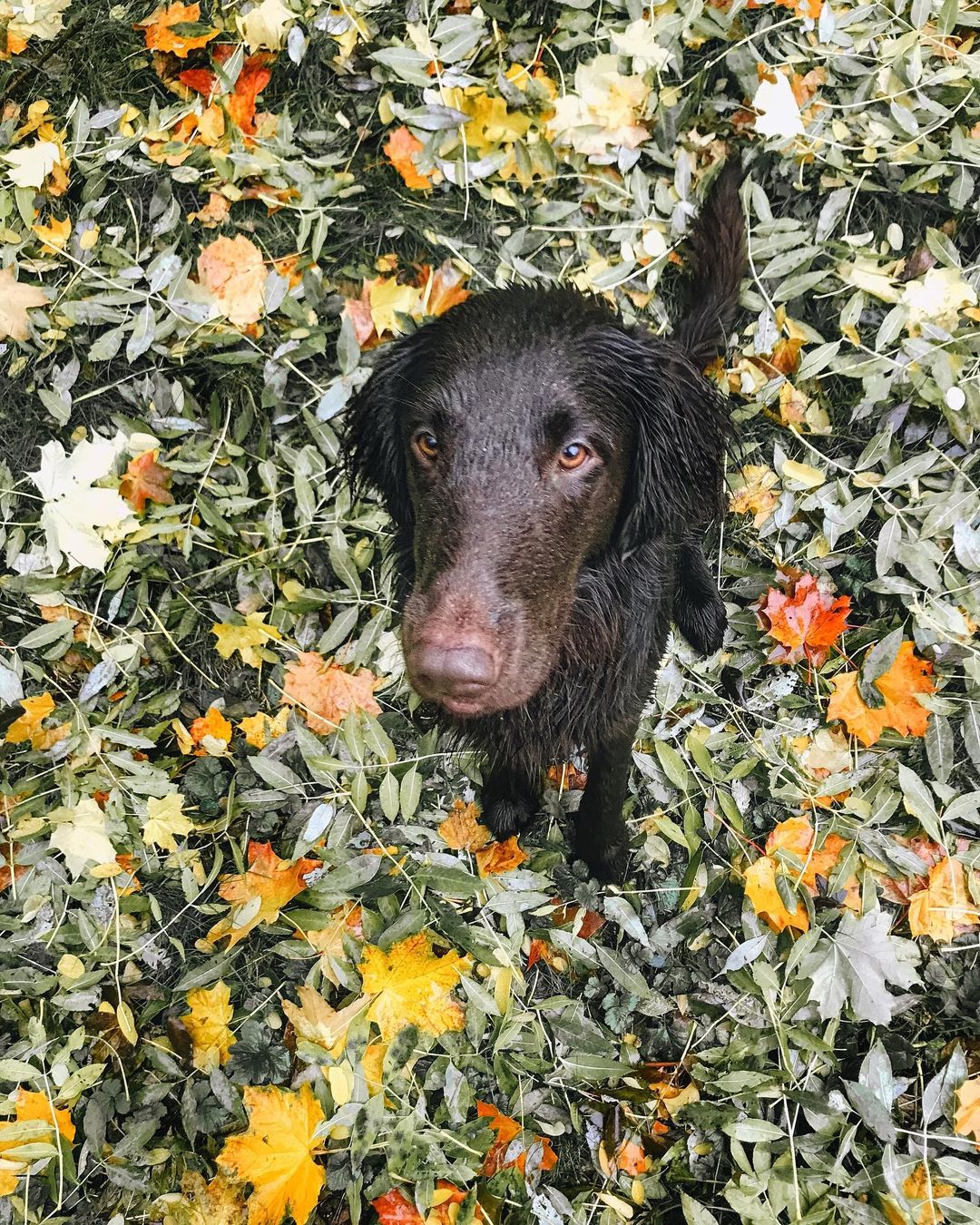 16 Interesting Facts About Flat-Coated Retrievers 9