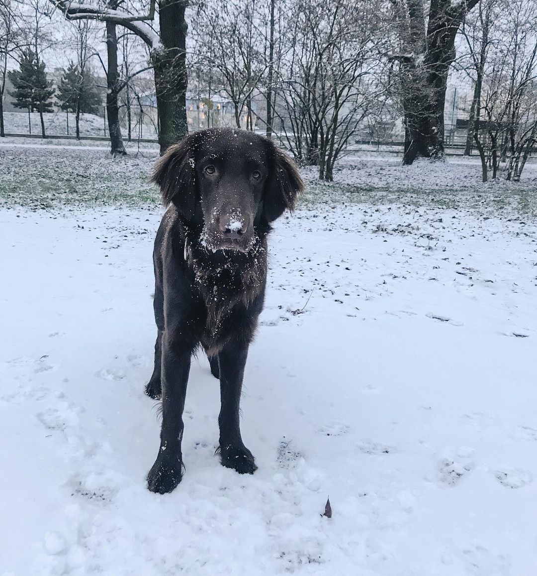 16 Interesting Facts About Flat-Coated Retrievers 10