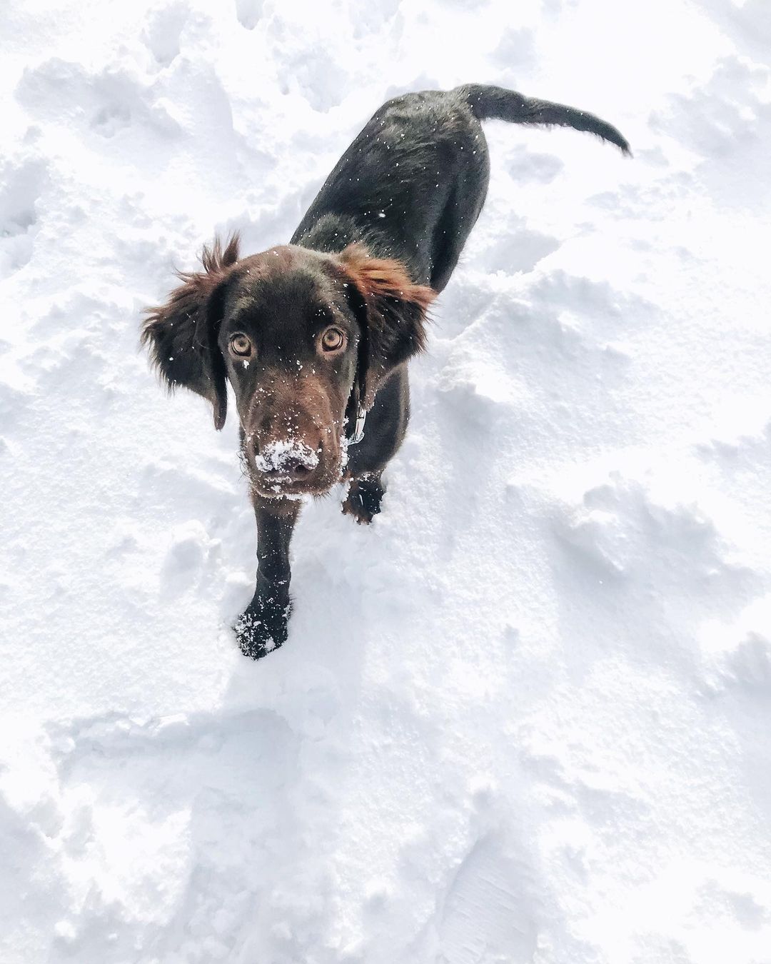 16 Interesting Facts About Flat-Coated Retrievers 11