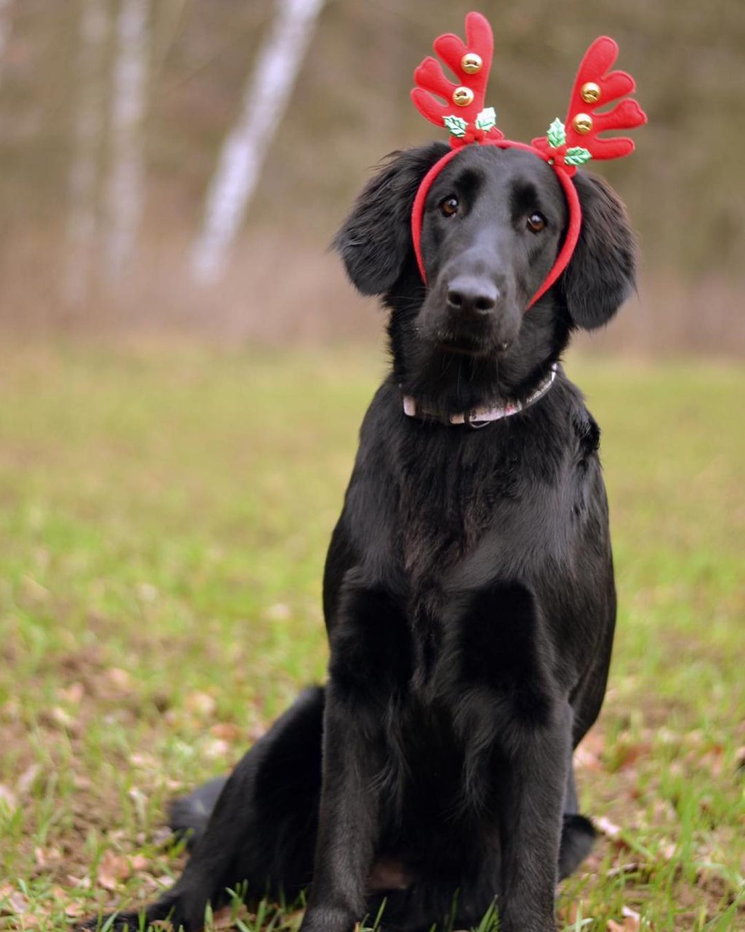 15 Amazing Facts About Flat-Coated Retrievers You Probably Never Knew 9