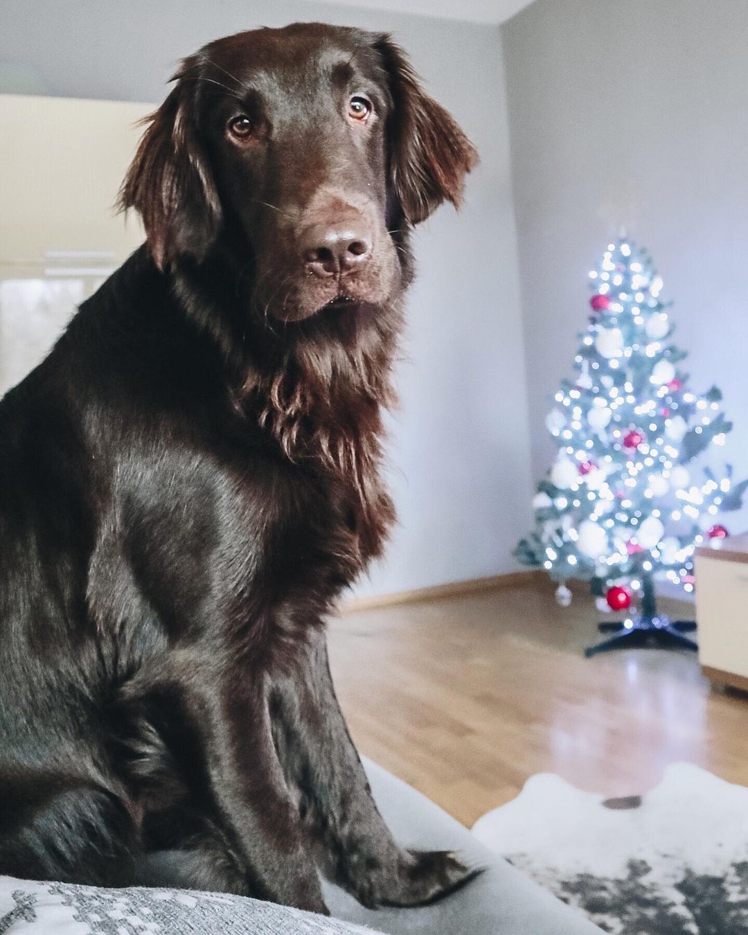 16 Interesting Facts About Flat-Coated Retrievers 9