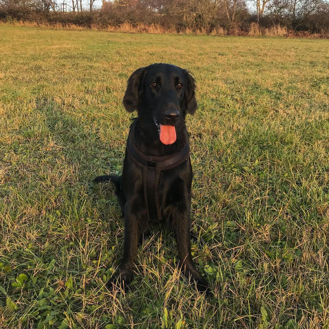 16 Interesting Facts About Flat-Coated Retrievers 11