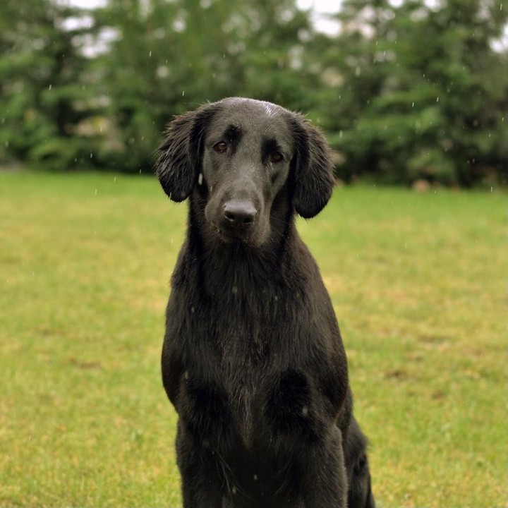 16 Interesting Facts About Flat-Coated Retrievers 9