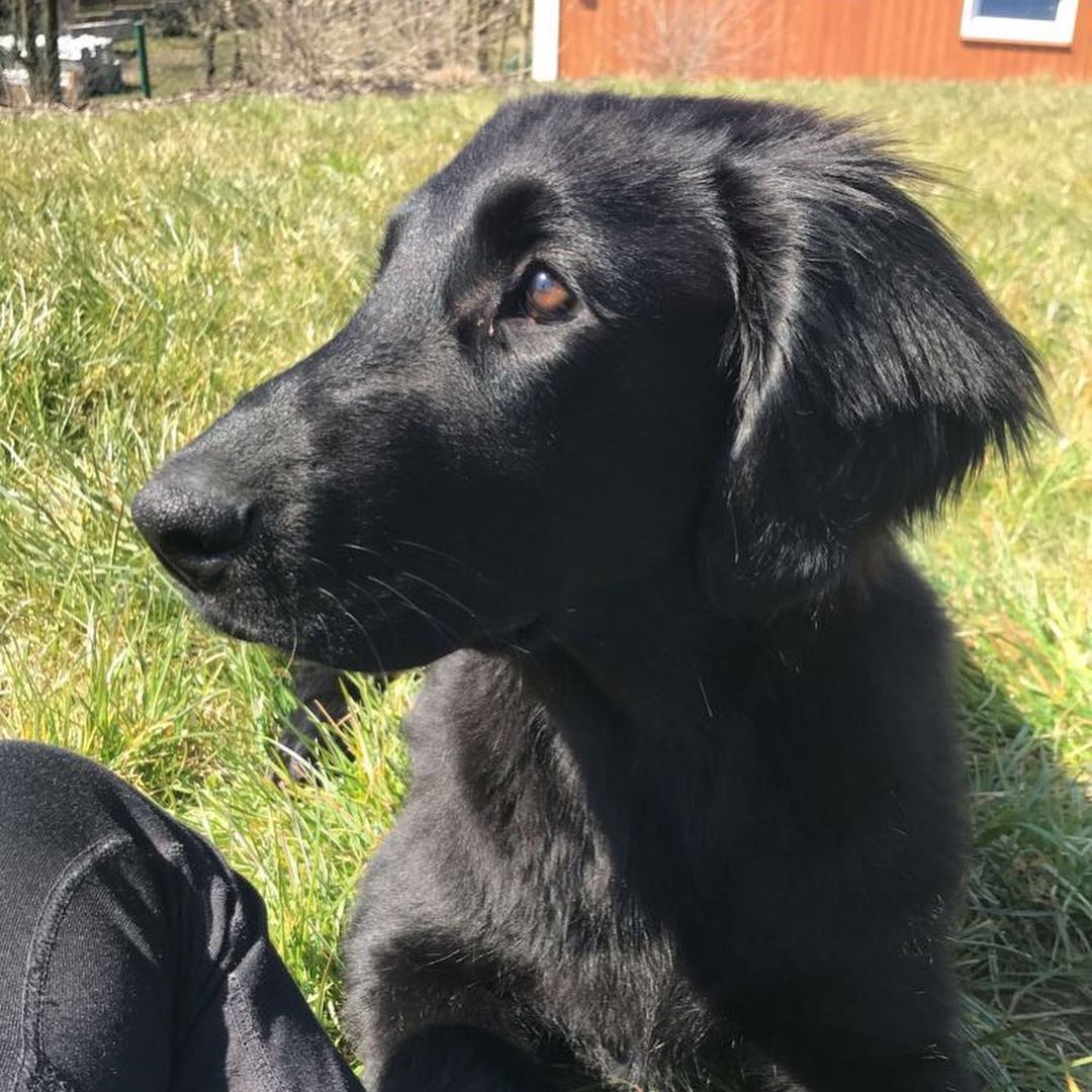 16 Interesting Facts About Flat-Coated Retrievers 10