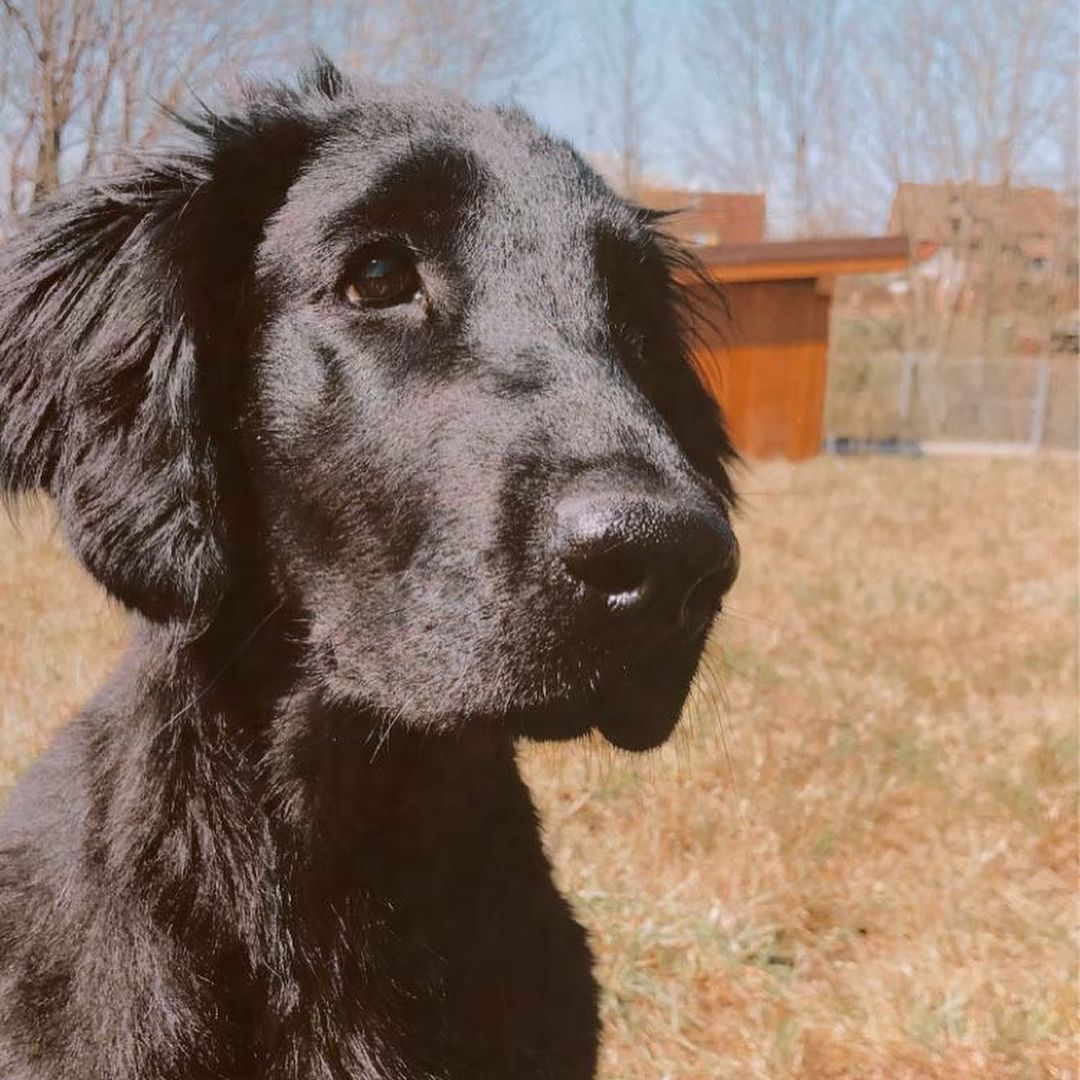 16 Interesting Facts About Flat-Coated Retrievers 11
