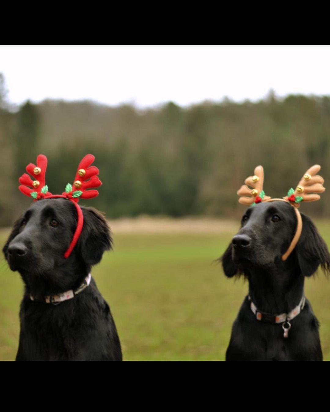 15 Amazing Facts About Flat-Coated Retrievers You Probably Never Knew 10