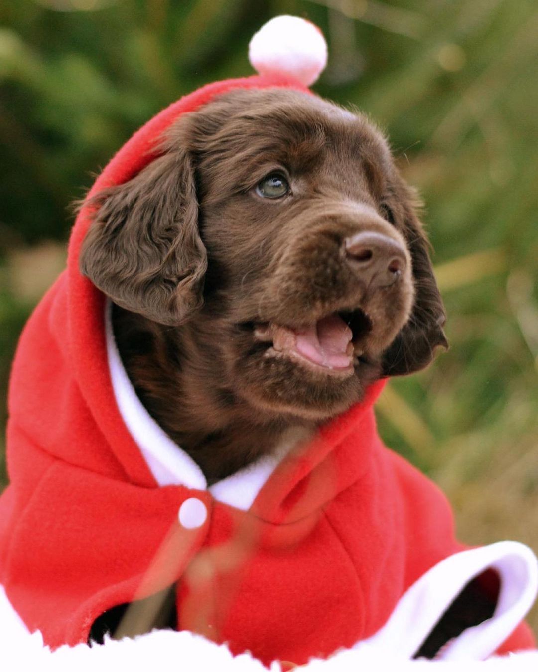 15 Amazing Facts About Flat-Coated Retrievers You Probably Never Knew 11