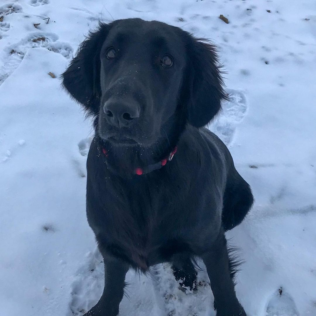 15 Amazing Facts About Flat-Coated Retrievers You Probably Never Knew 9