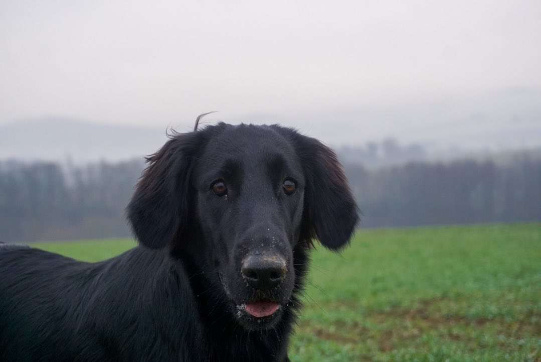 15 Amazing Facts About Flat-Coated Retrievers You Probably Never Knew 10