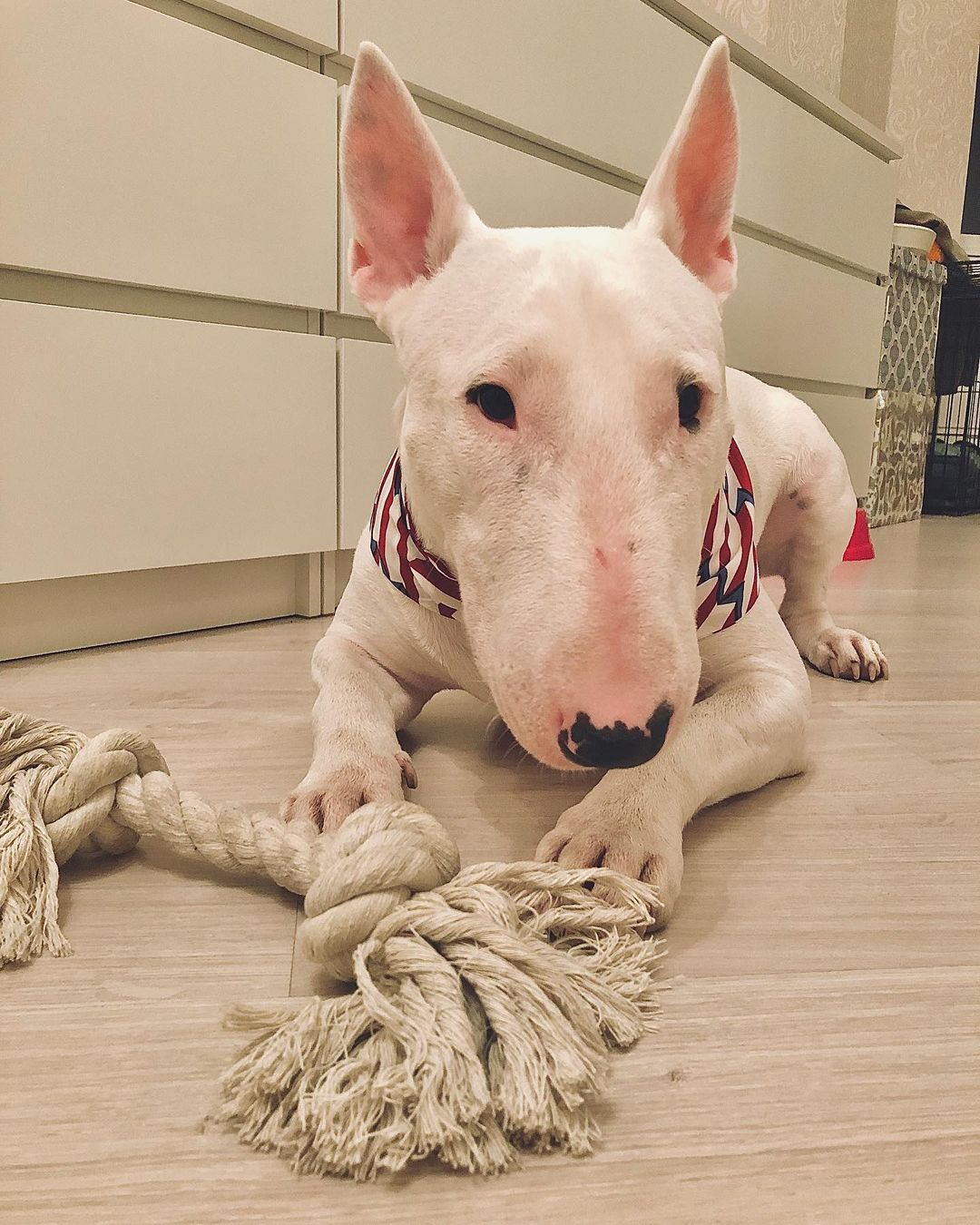 15 Interesting Facts About Bull Terriers 9