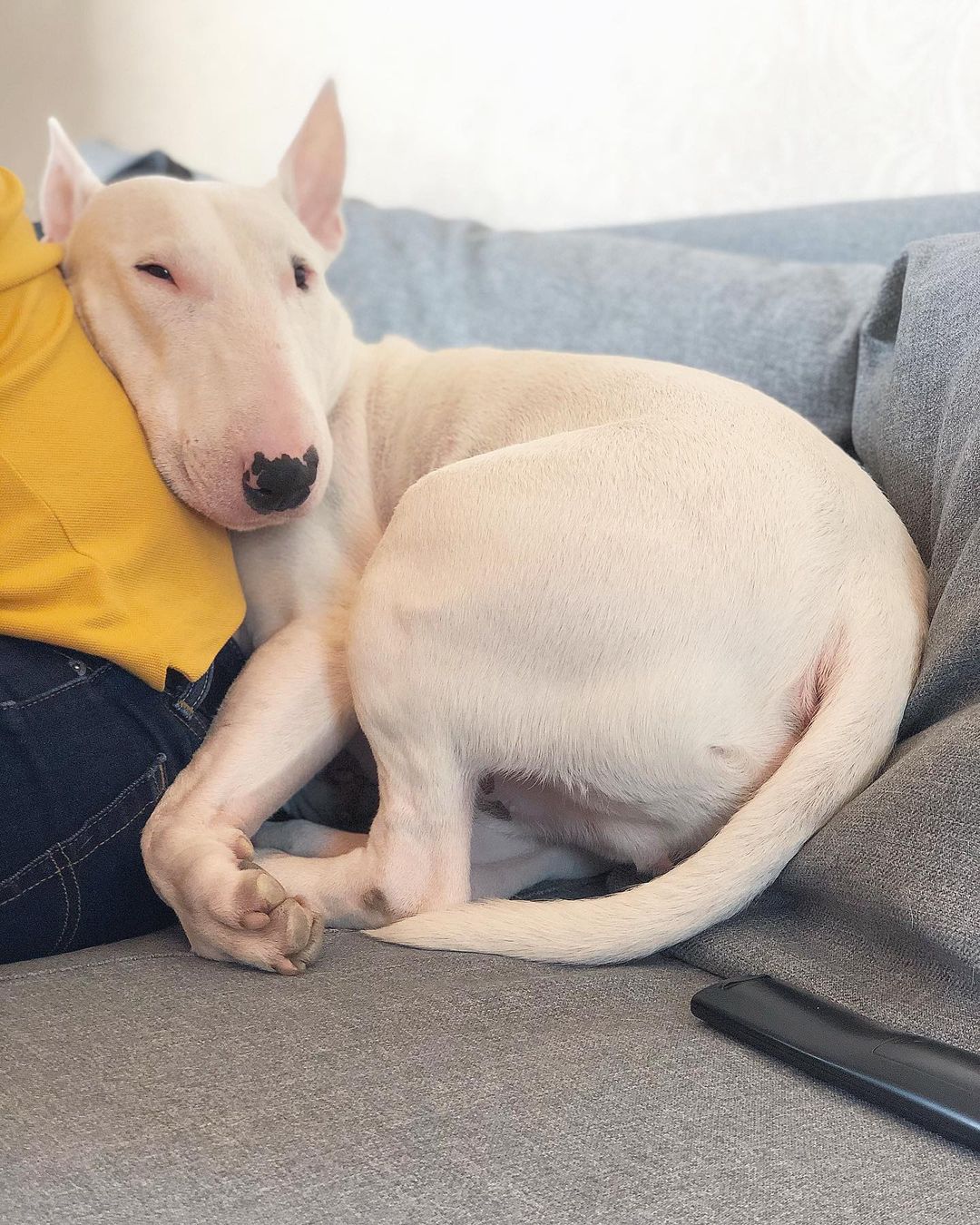 15 Interesting Facts About Bull Terriers 10