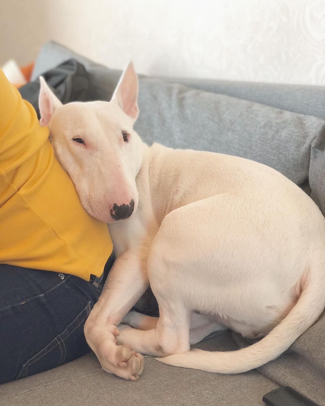 15 Interesting Facts About Bull Terriers 11
