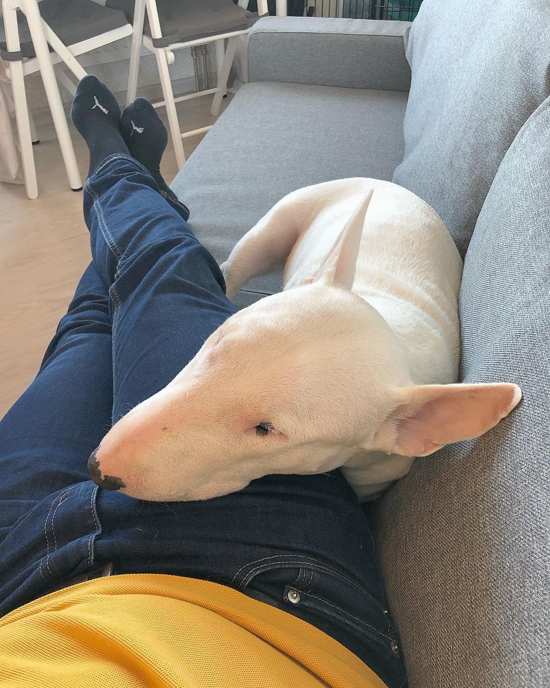 15 Interesting Facts About Bull Terriers 9