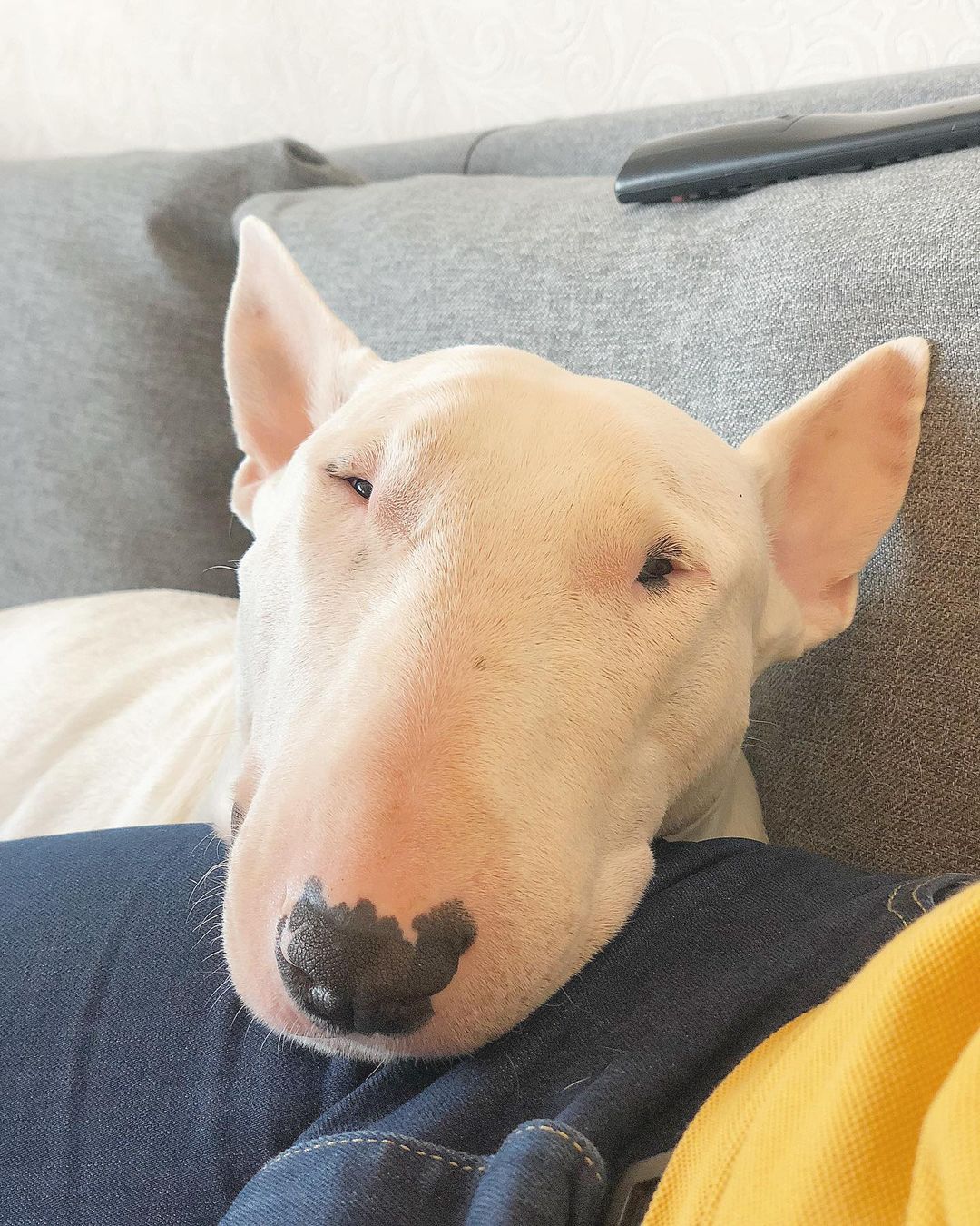 15 Interesting Facts About Bull Terriers 10