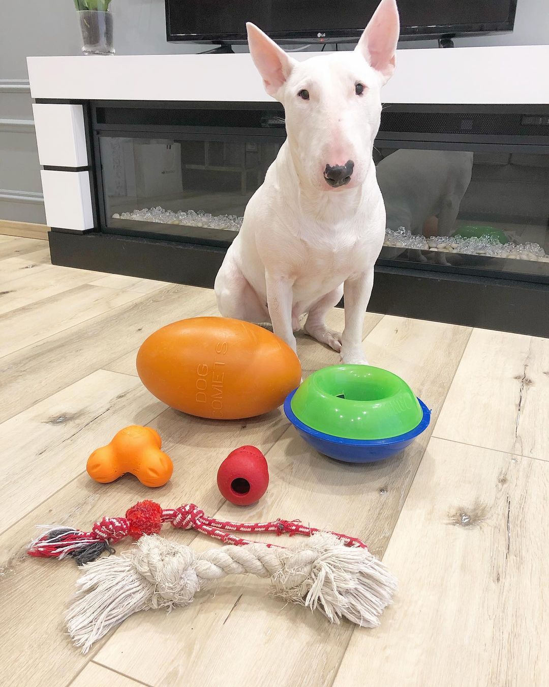 15 Cool Facts About Bull Terriers 10