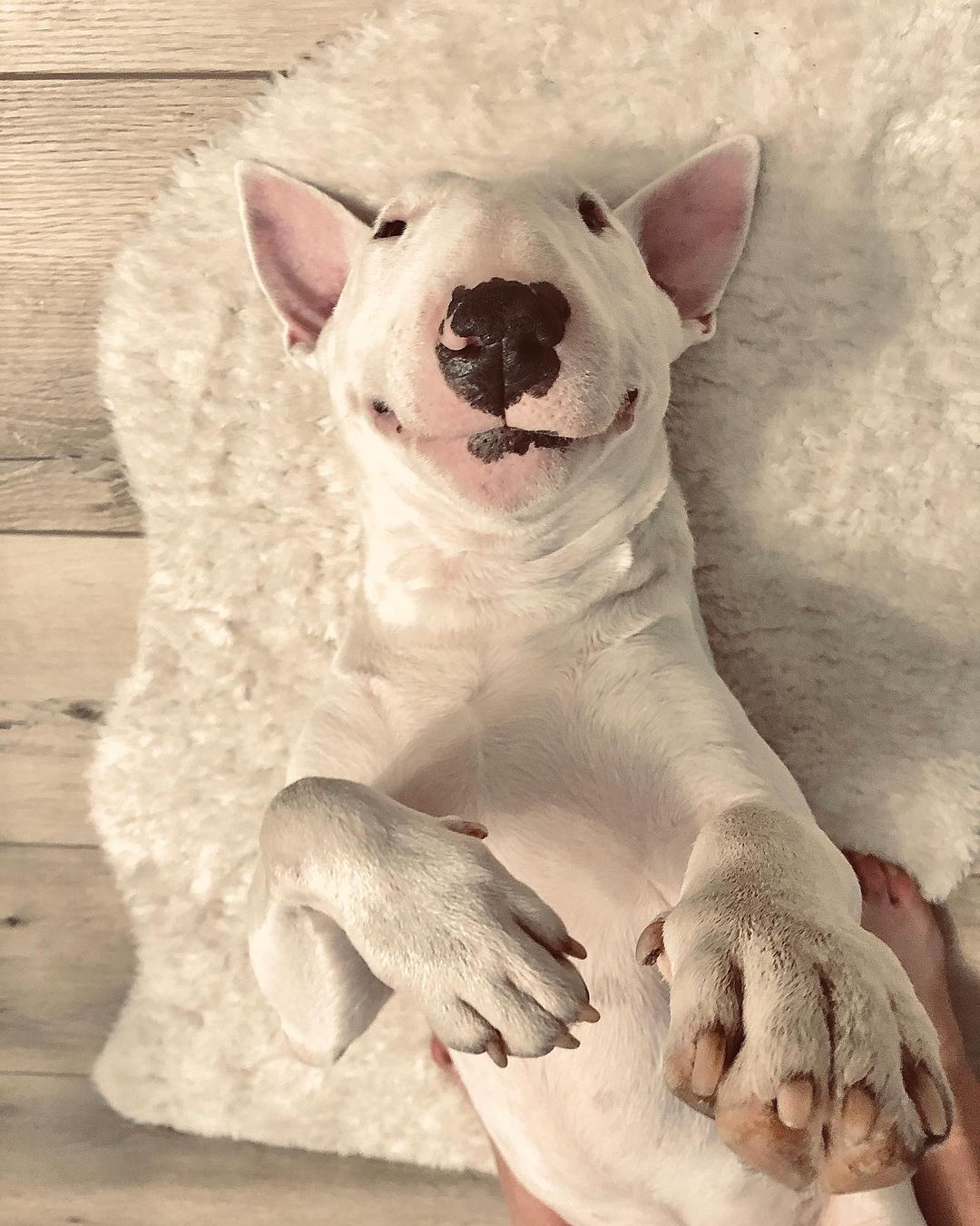 15 Cool Facts About Bull Terriers 9
