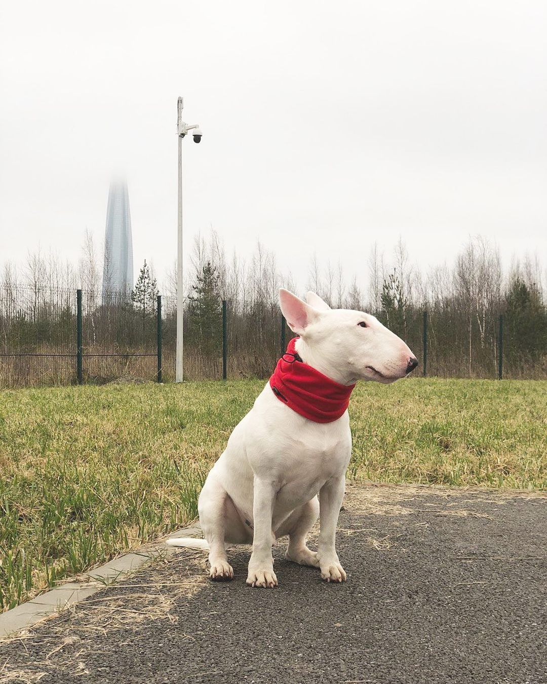 15 Cool Facts About Bull Terriers 9