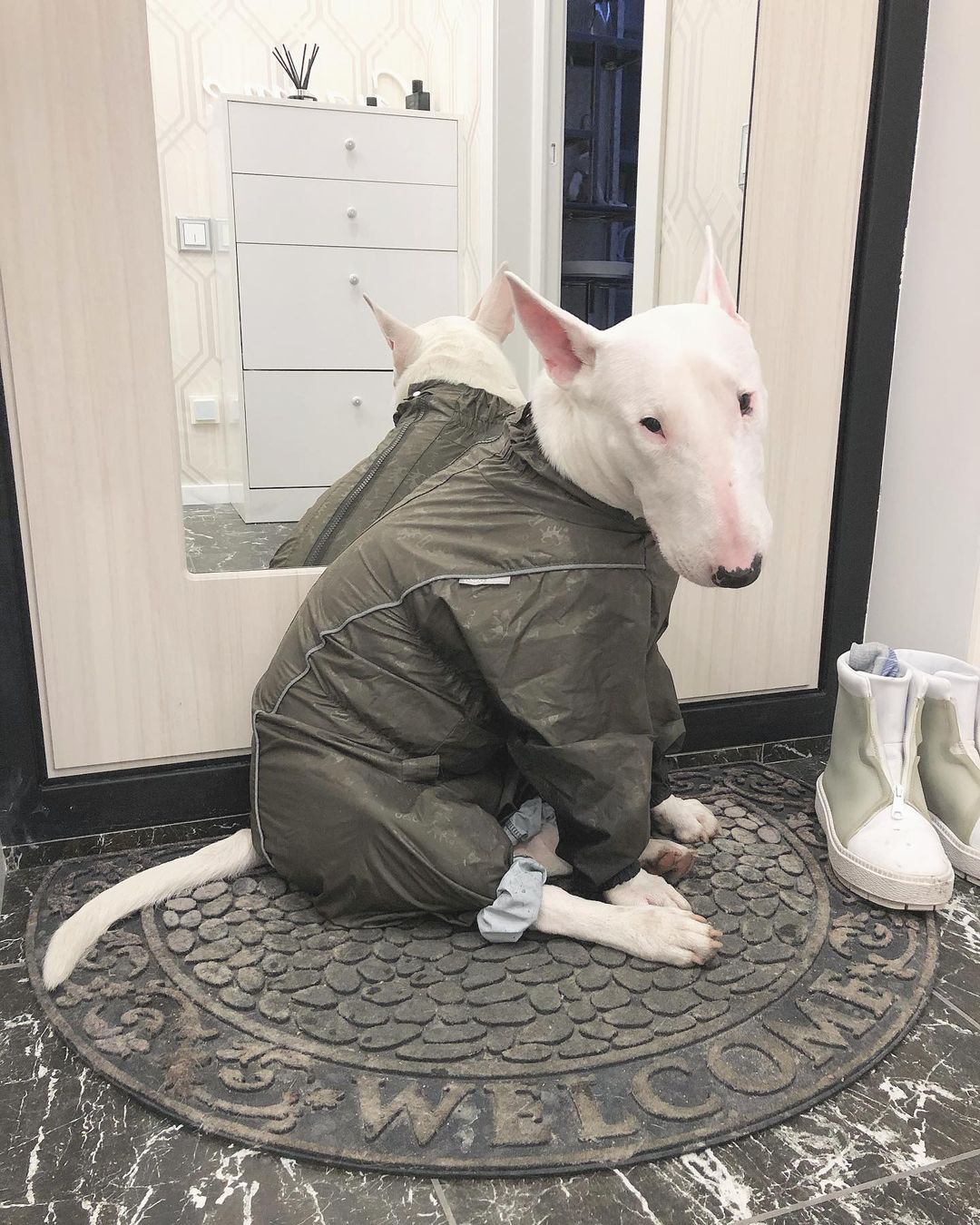 15 Cool Facts About Bull Terriers 11
