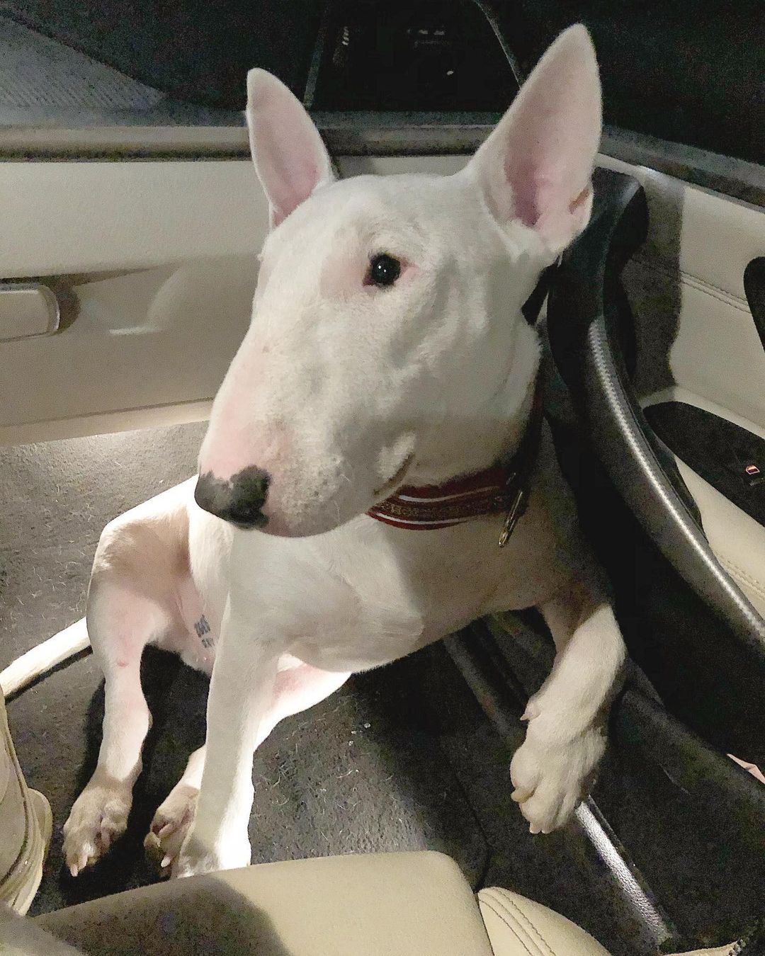 15 Cool Facts About Bull Terriers 10