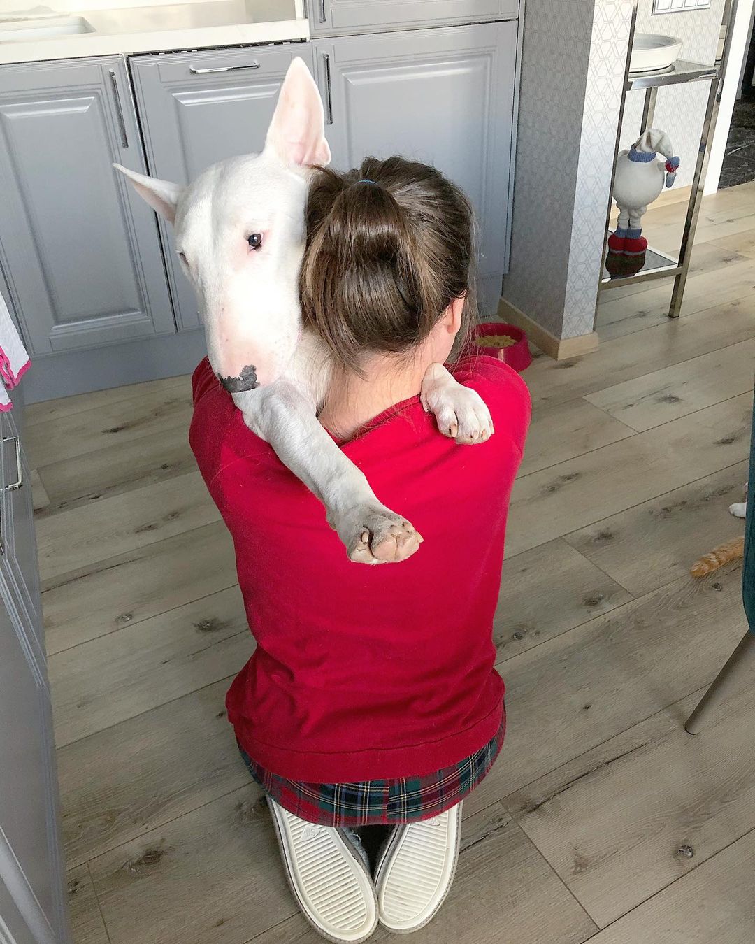 15 Cool Facts About Bull Terriers 11