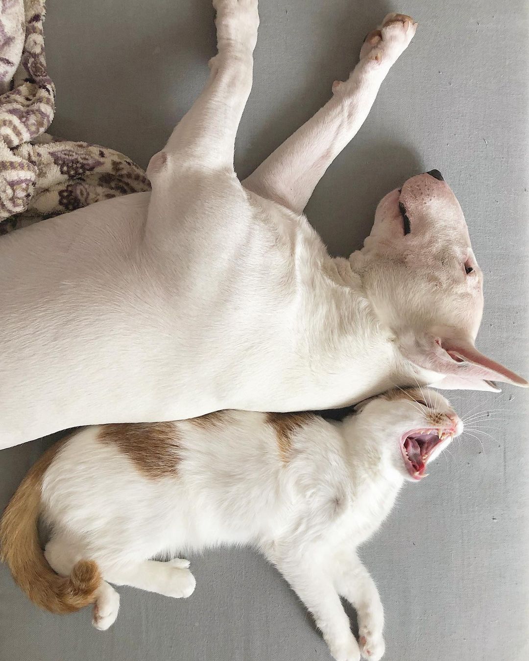 16 Amazing Facts About Bull Terriers You Probably Never Knew 9 16 Amazing Facts About Bull Terriers You Probably Never Knew 9