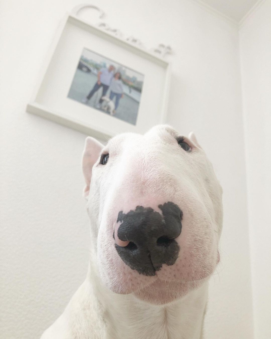 16 Amazing Facts About Bull Terriers You Probably Never Knew 10 16 Amazing Facts About Bull Terriers You Probably Never Knew 10