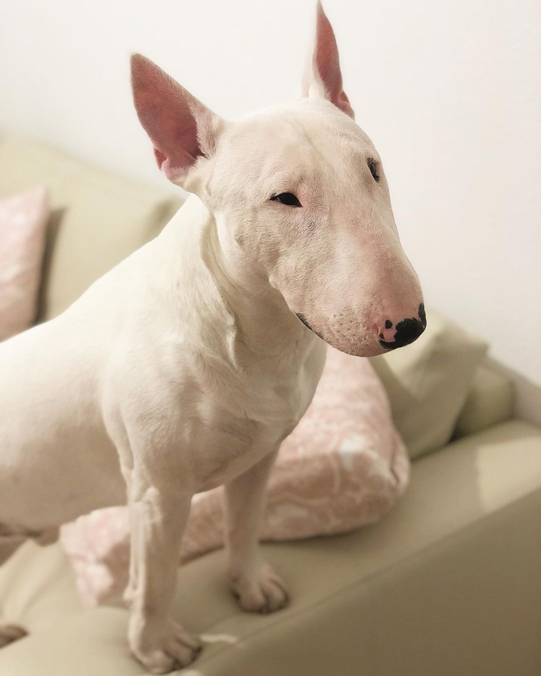 16 Amazing Facts About Bull Terriers You Probably Never Knew 9