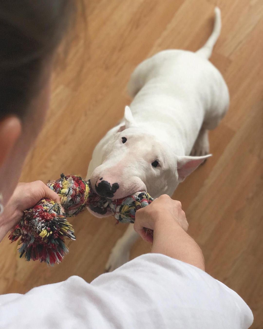16 Amazing Facts About Bull Terriers You Probably Never Knew 10