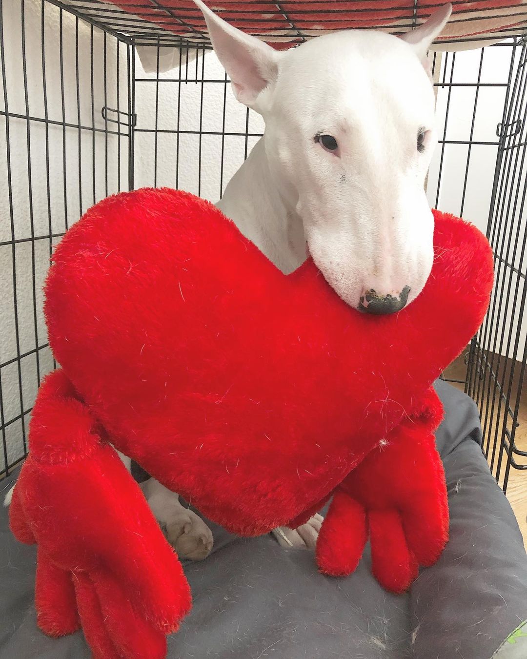 15 Interesting Facts About Bull Terriers 9