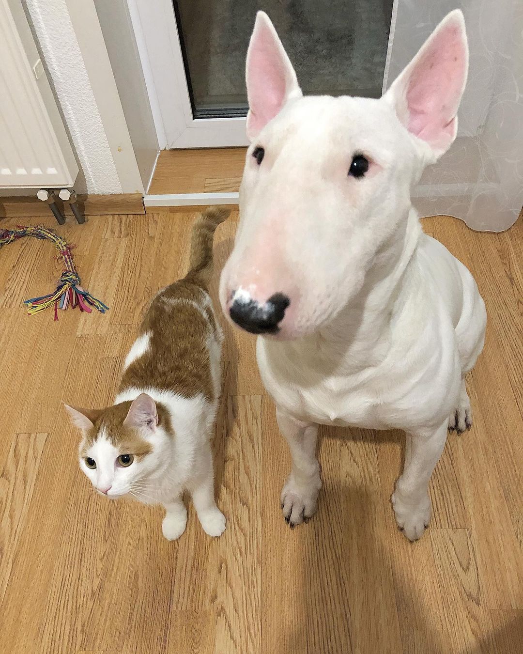 16 Amazing Facts About Bull Terriers You Probably Never Knew 9