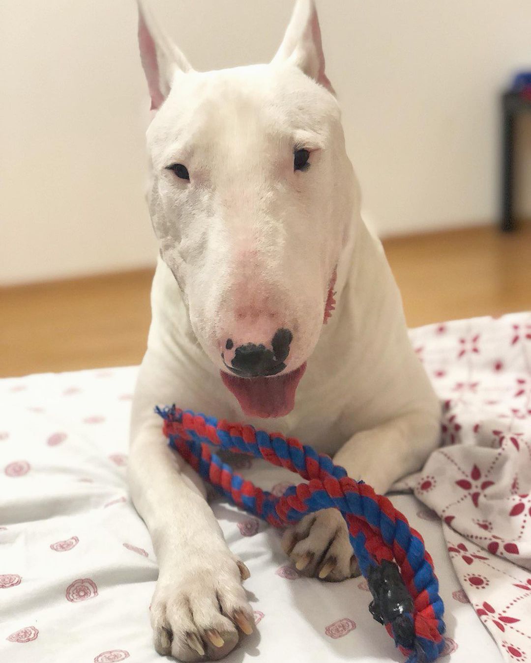 16 Amazing Facts About Bull Terriers You Probably Never Knew 9
