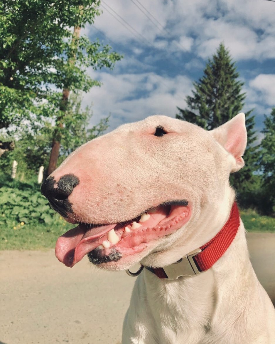 16 Amazing Facts About Bull Terriers You Probably Never Knew 10
