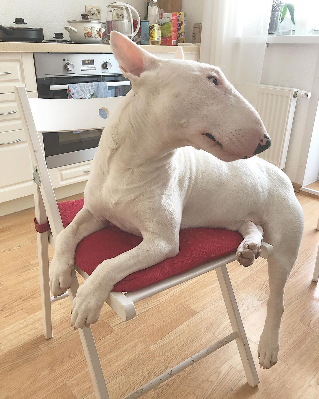 16 Amazing Facts About Bull Terriers You Probably Never Knew 5